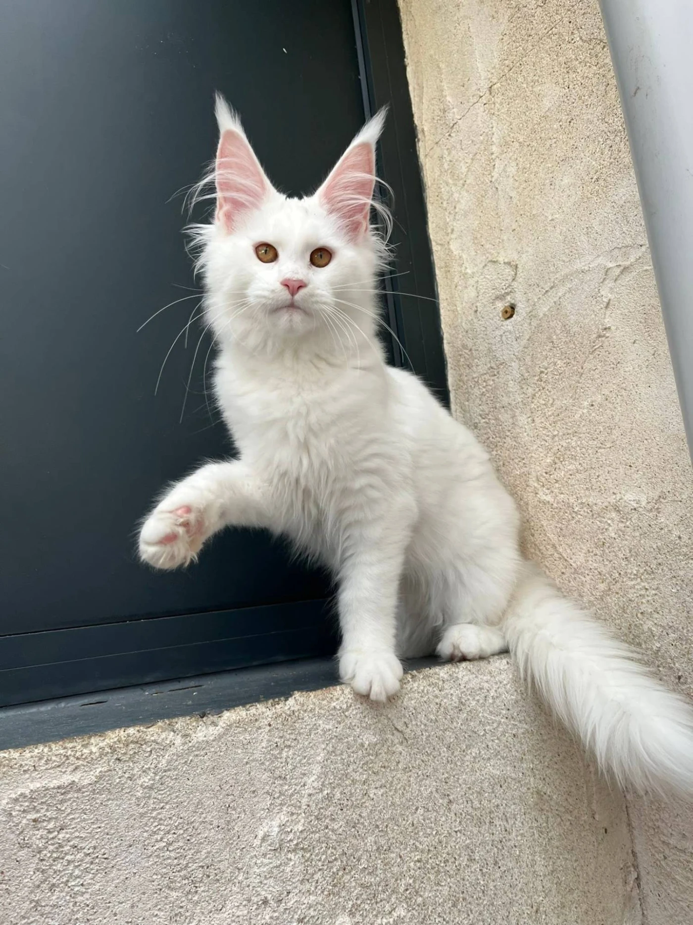 Alaska du Temple des Fees, Maine Coon blanche