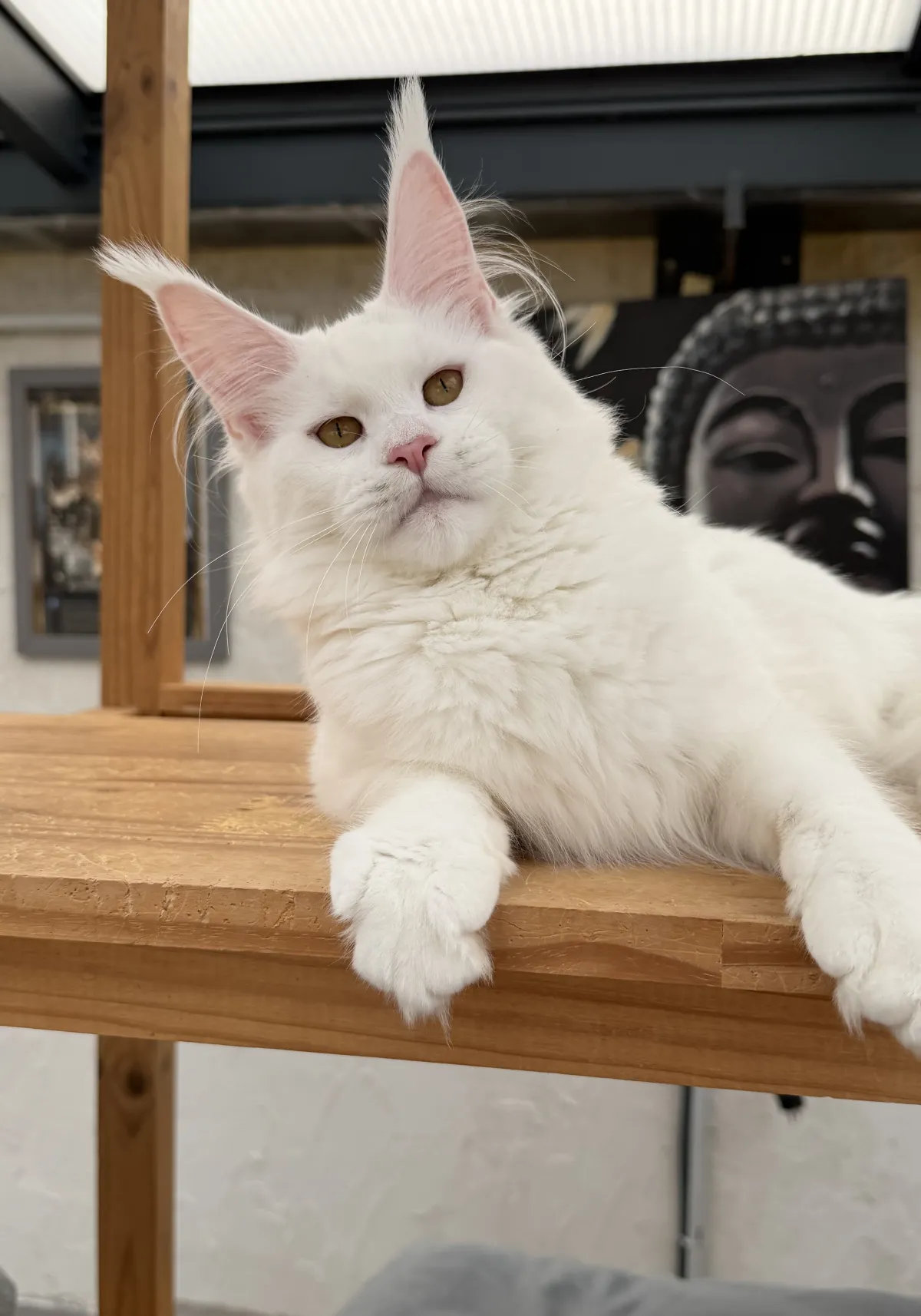 Alaska, blanche