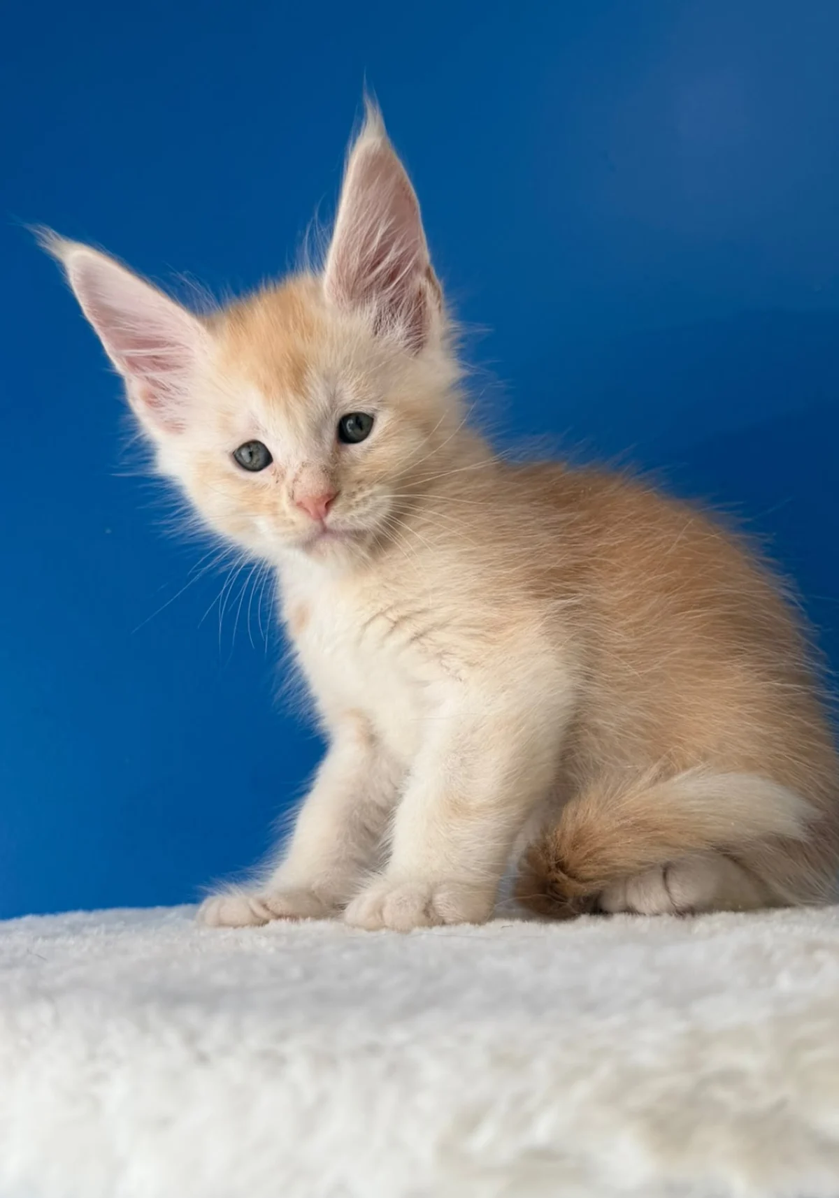 Baloo, chaton Maine Coon red silver ticked tabby