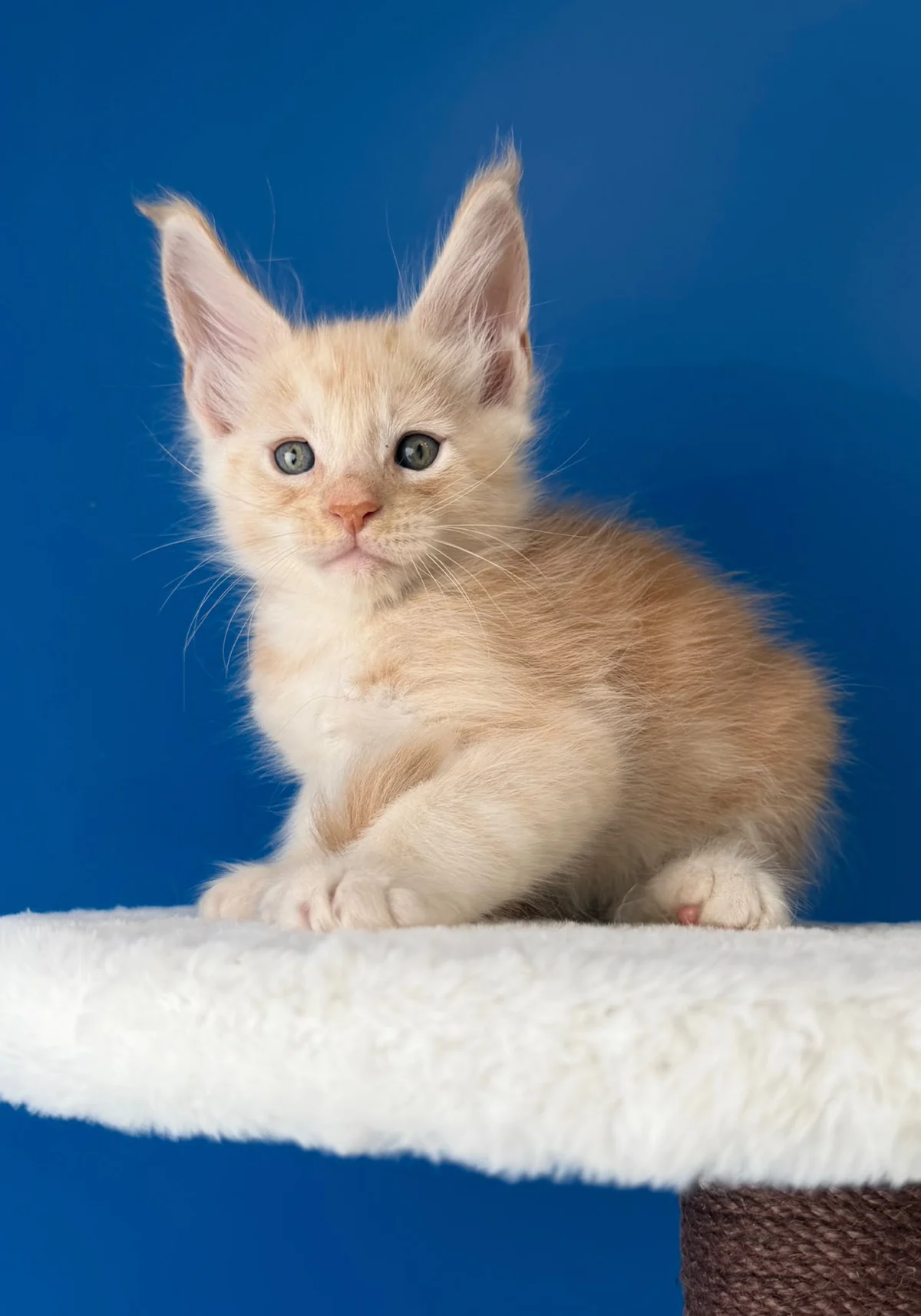 Basil, chaton Maine Coon red silver ticked tabby