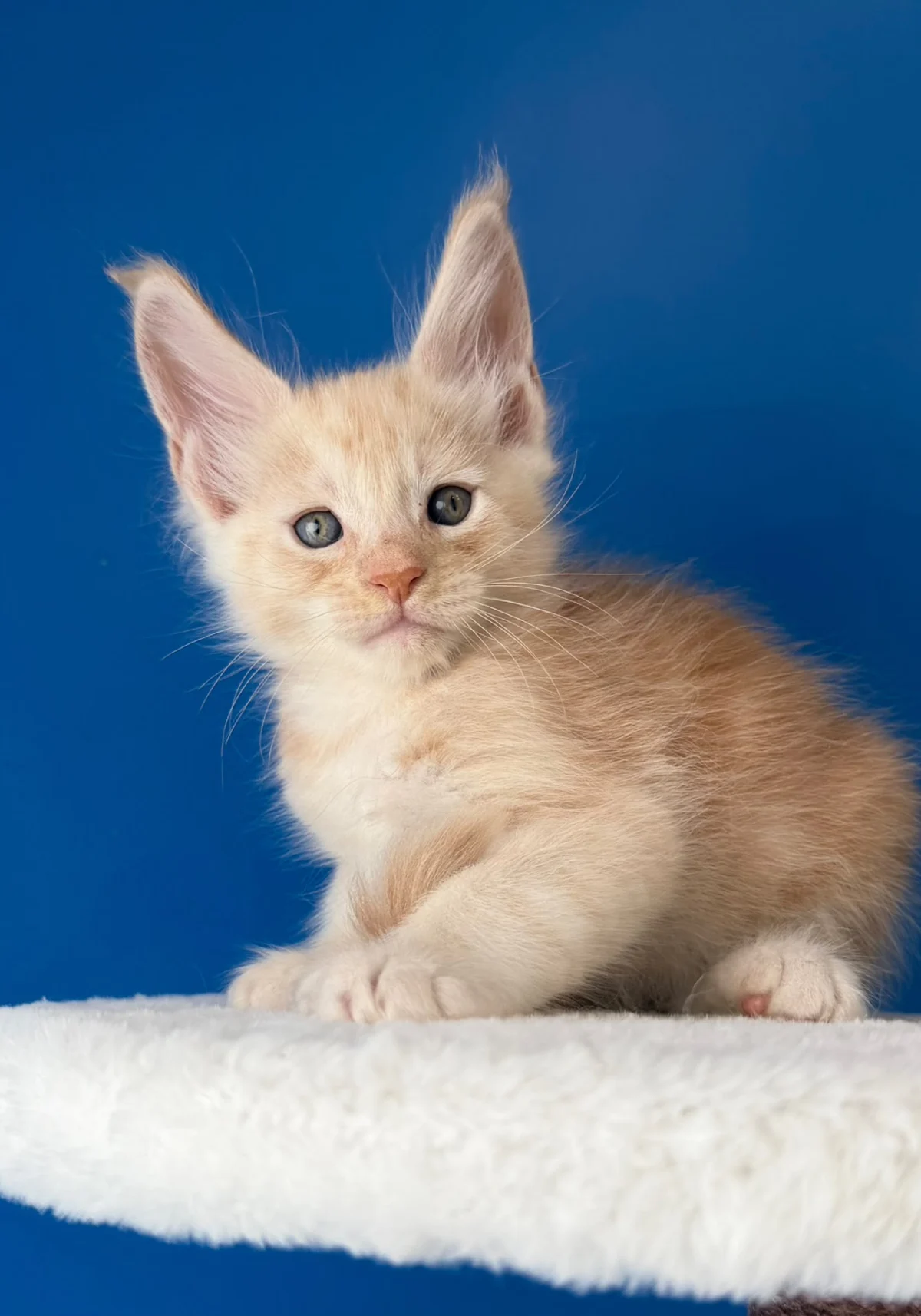 Basil, chaton Maine Coon red silver ticked tabby