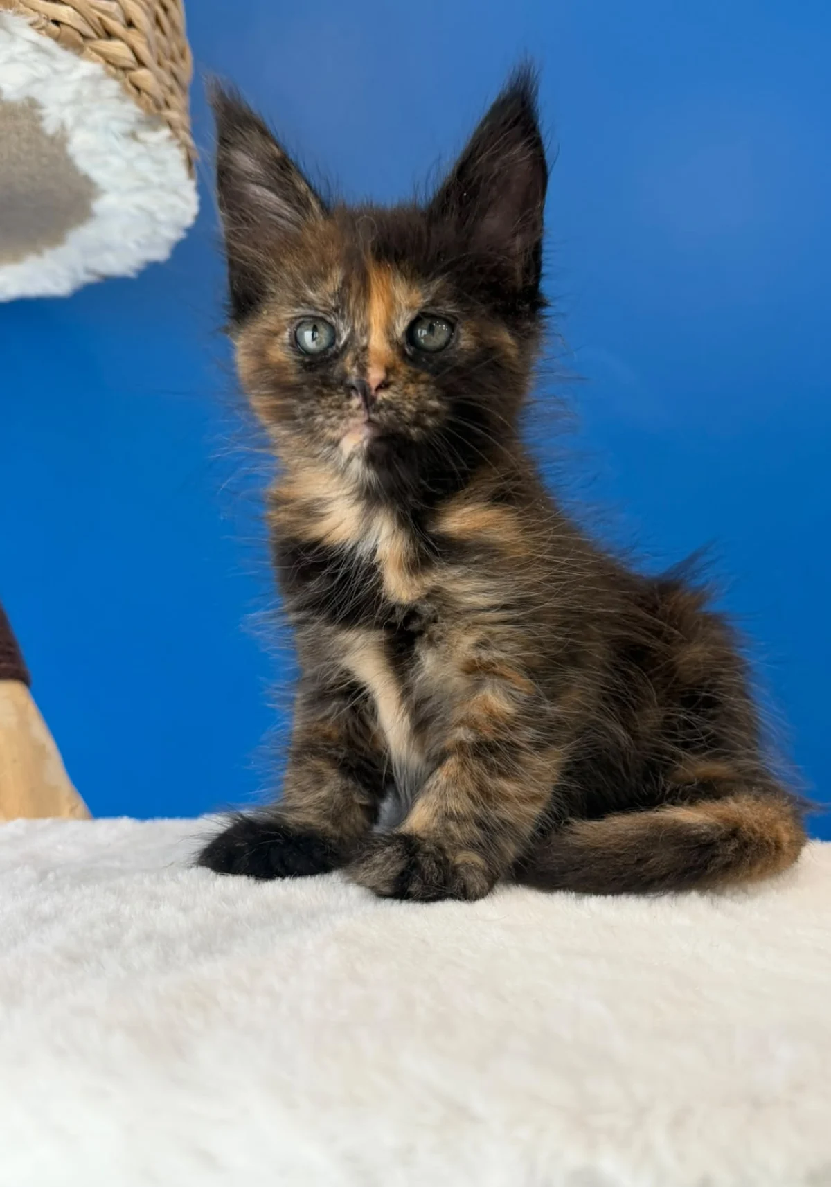 Bellie, chaton Maine Coon black tortie
