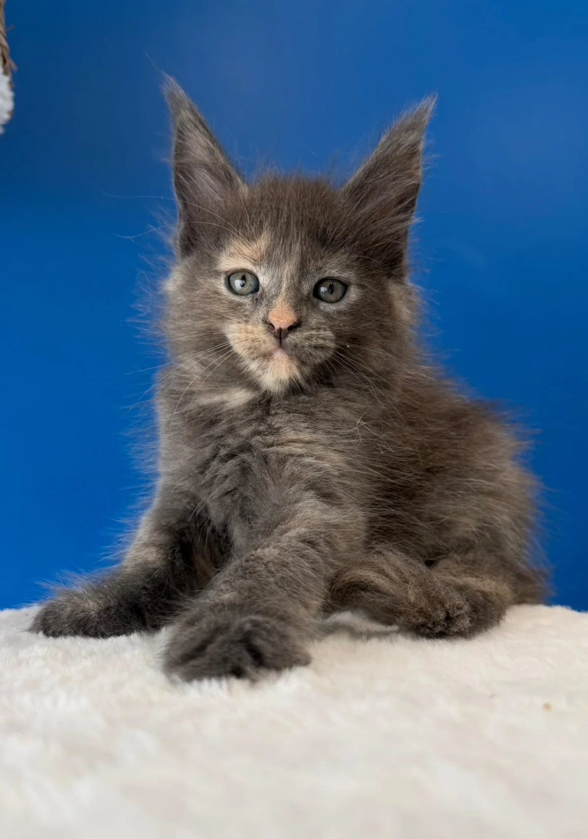 Blue, chaton Maine Coon bleu tortie