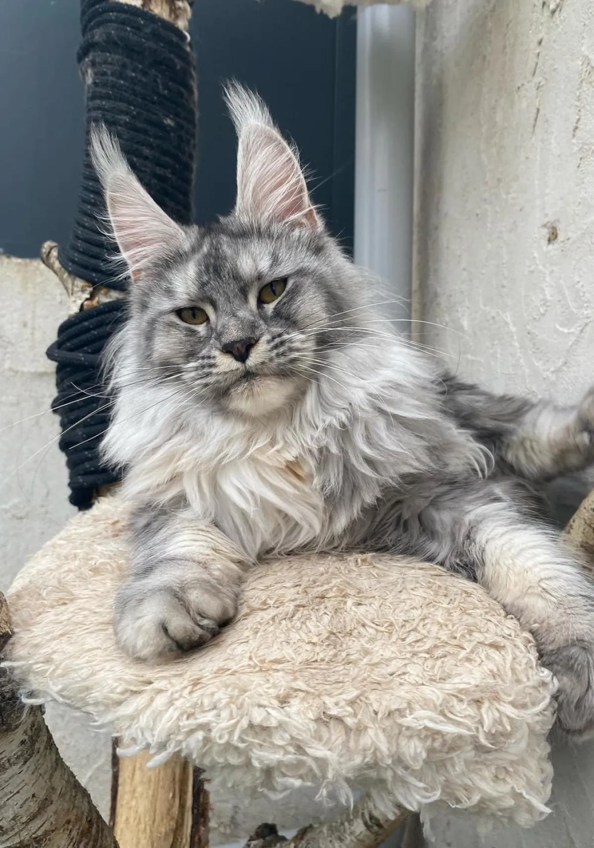 Boonie, black tortie silver ticked tabby