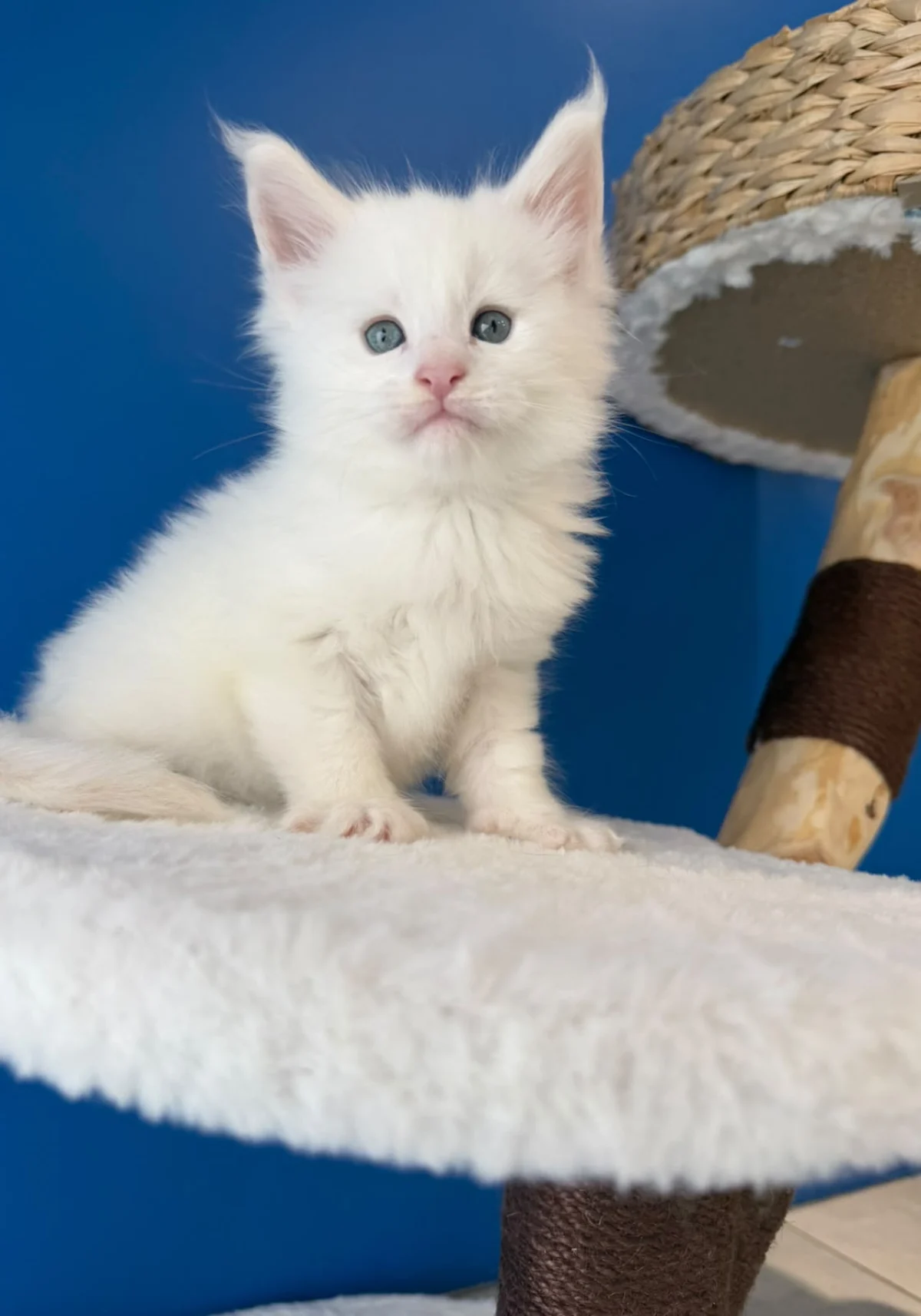 Boréal, chaton Maine Coon blanc