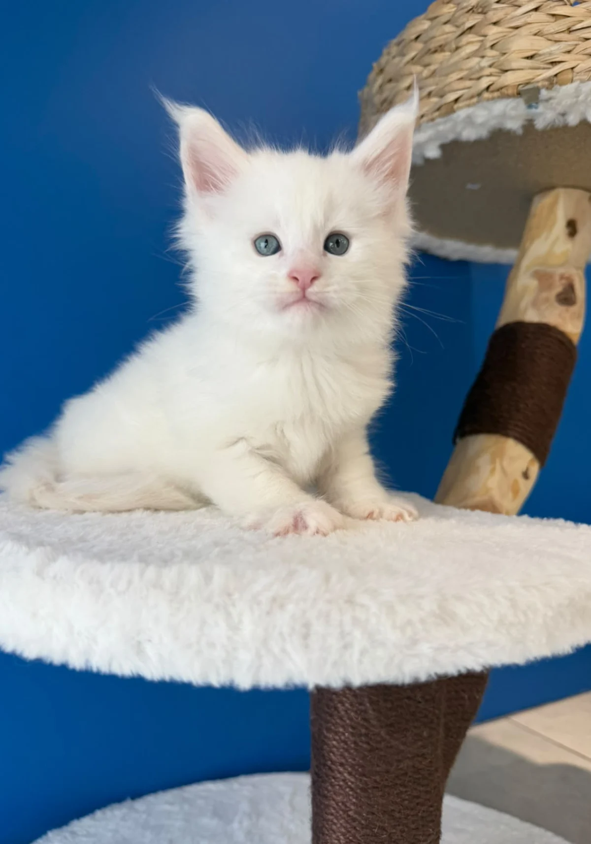 Portée B — Alaska, chatons Maine Coon