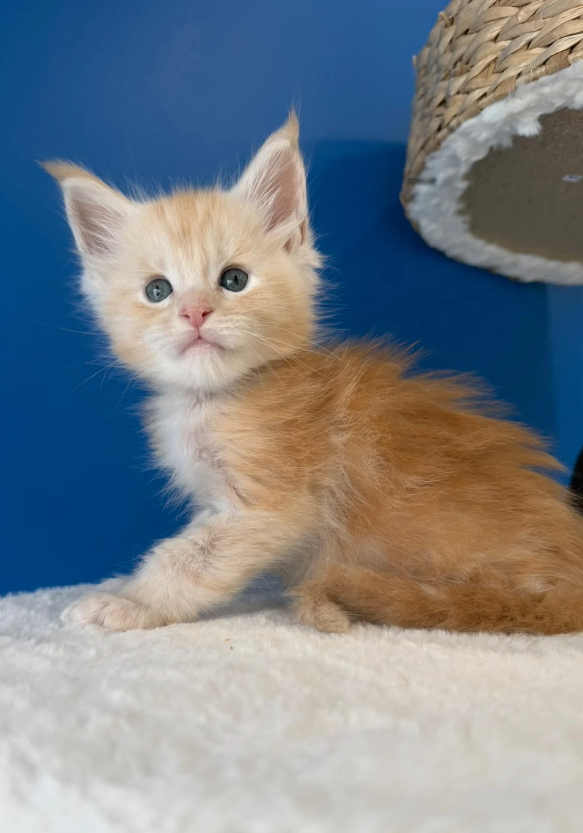 Boris, chaton Maine Coon red silver blotched tabby