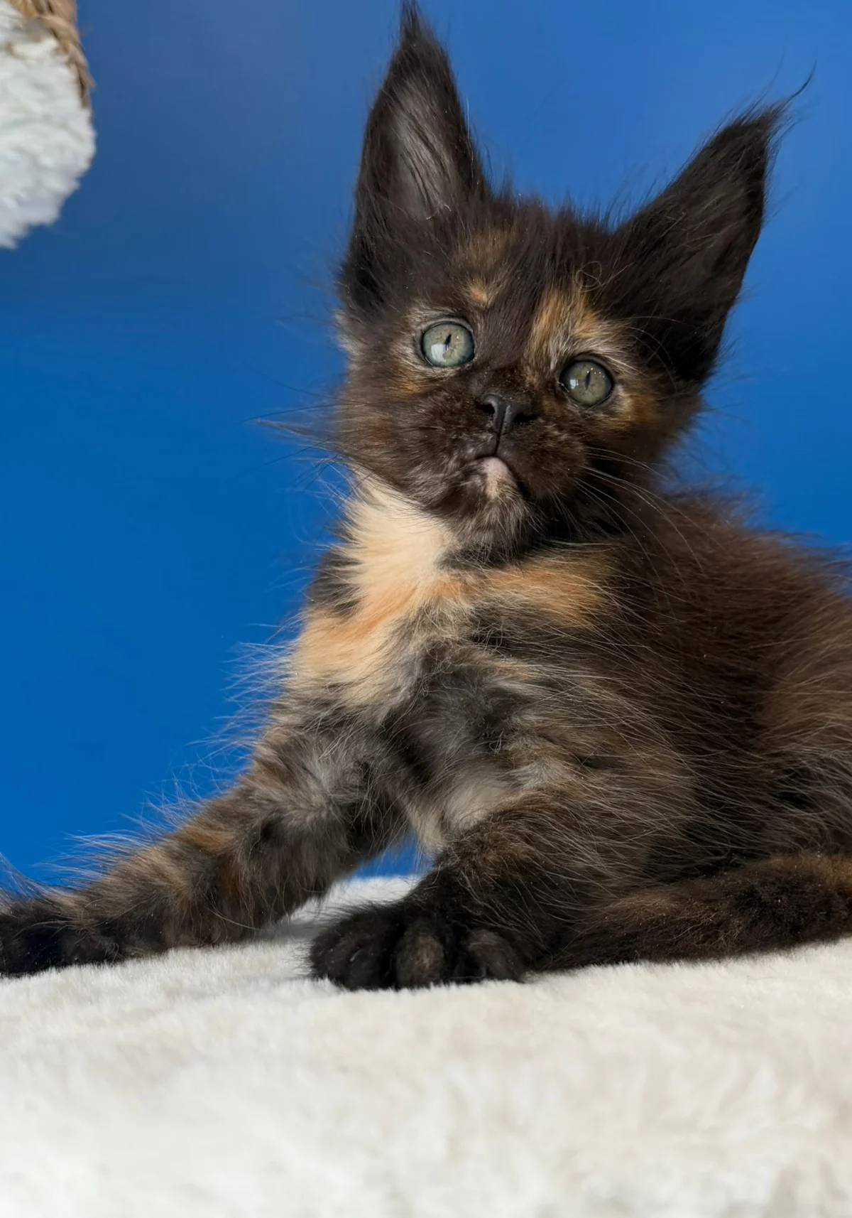 Bulle, chaton Maine Coon black tortie