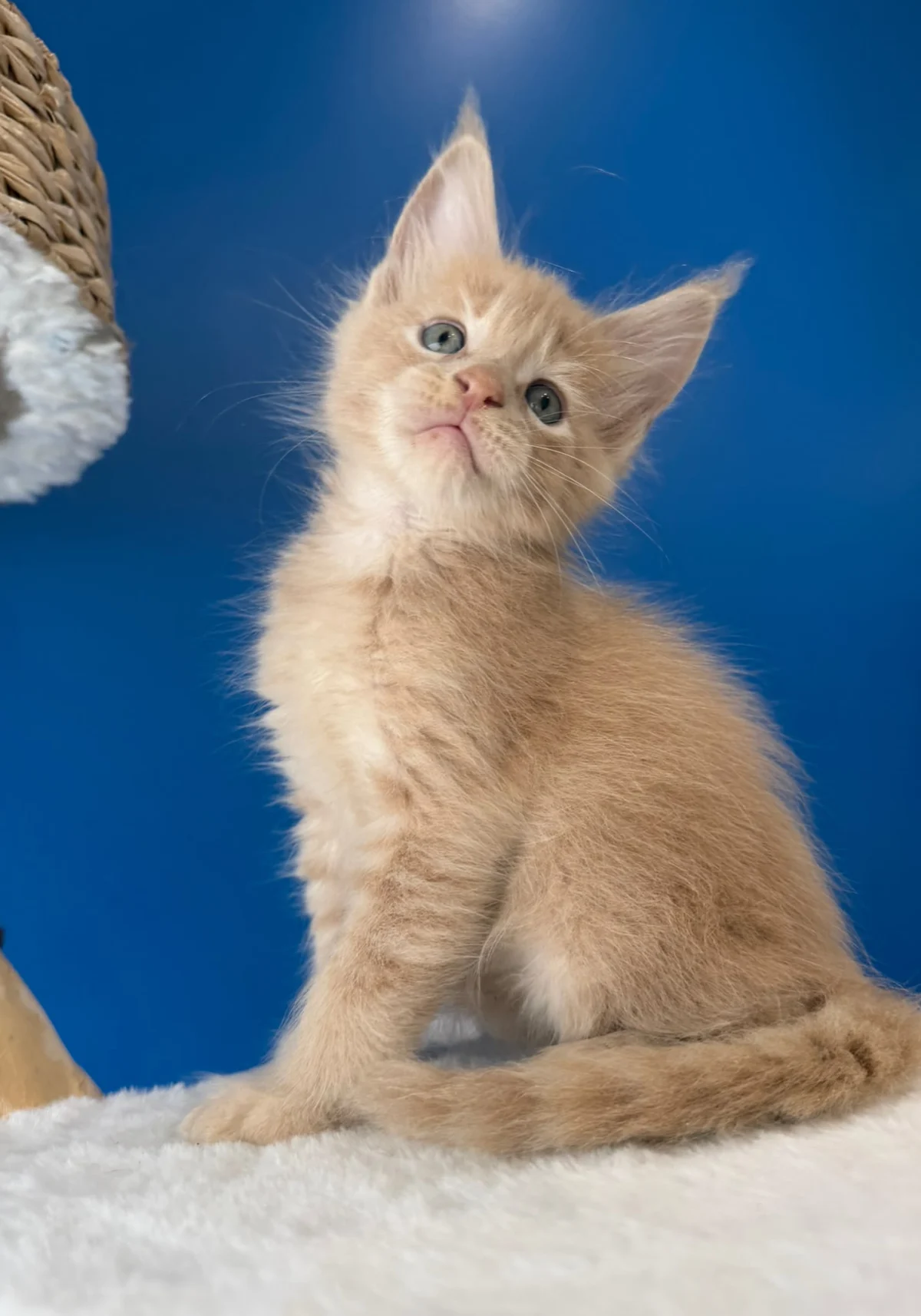 Byron, chaton Maine Coon crème