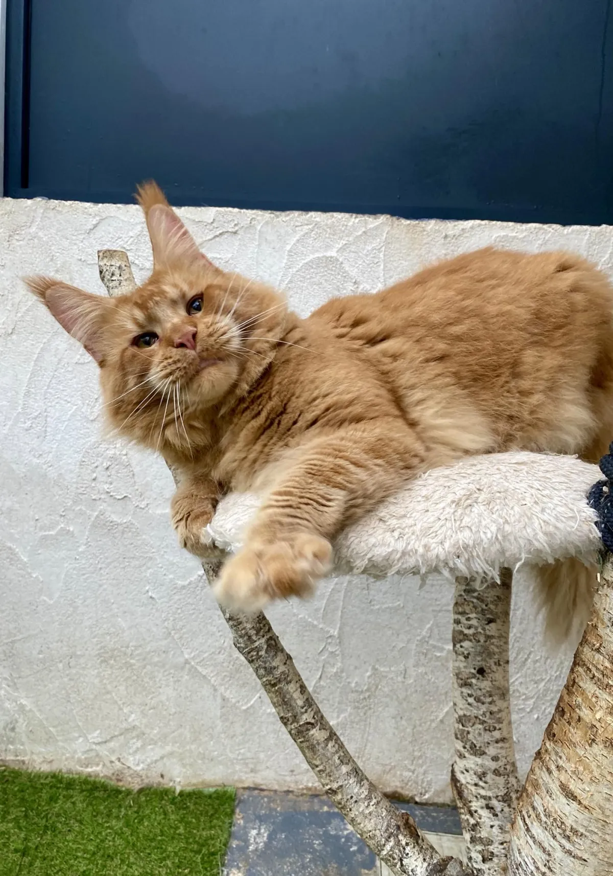 Karrington Laguna Leo, Maine Coon red