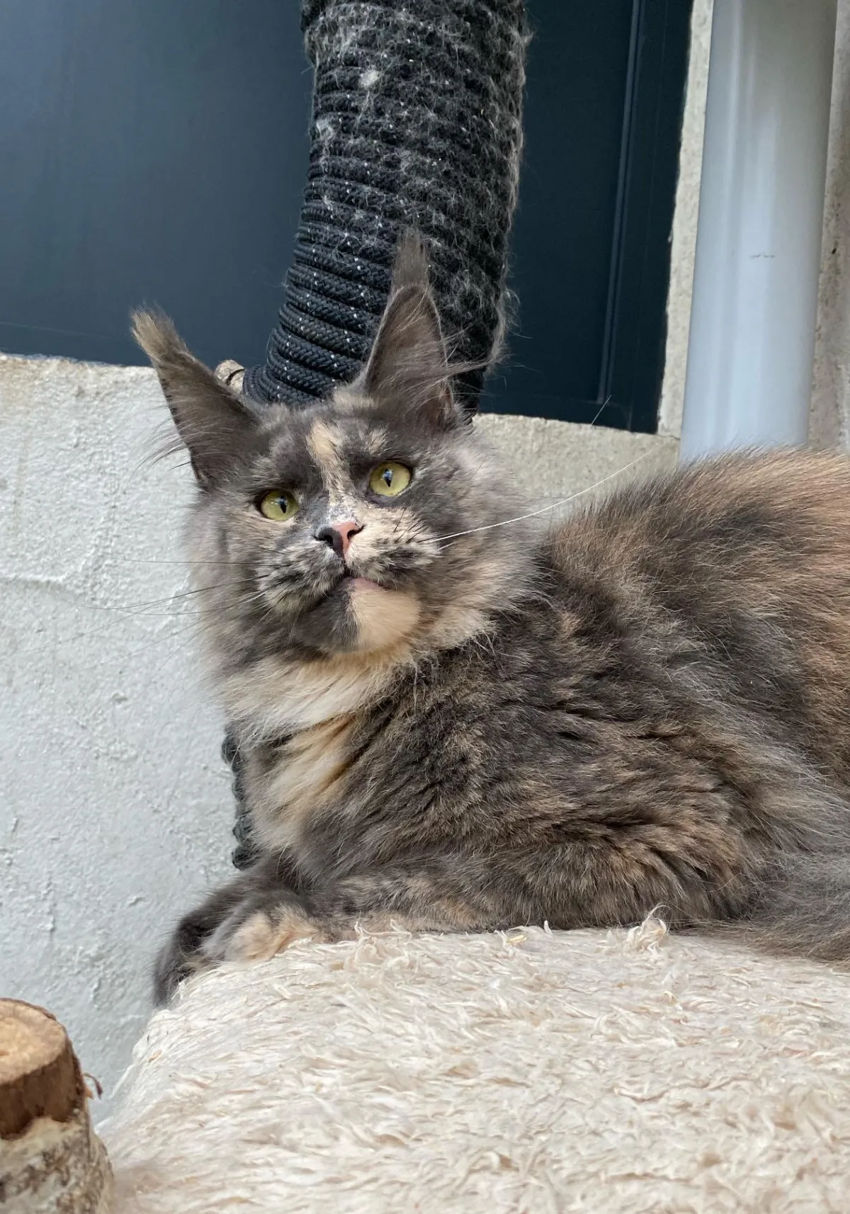 Solanna de Laf, Maine Coon bleu tortie