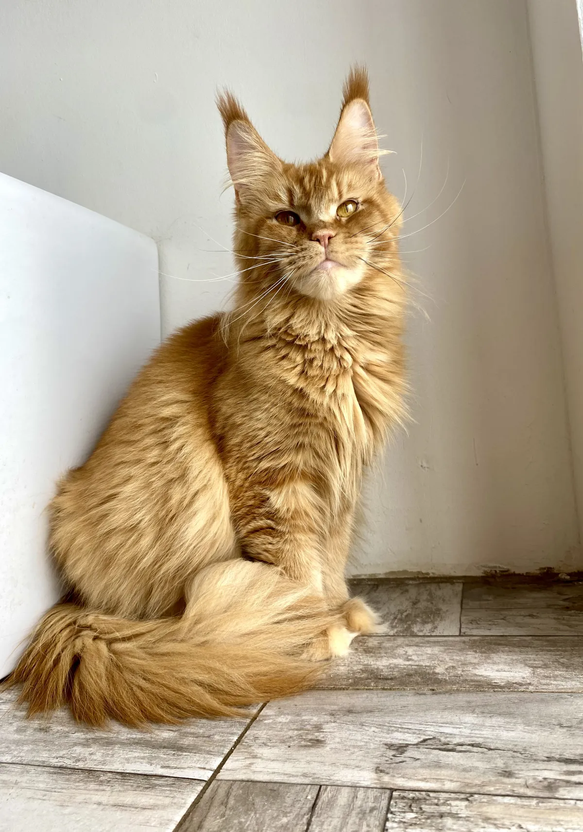 Tika du Temple des Fées, Maine Coon red
